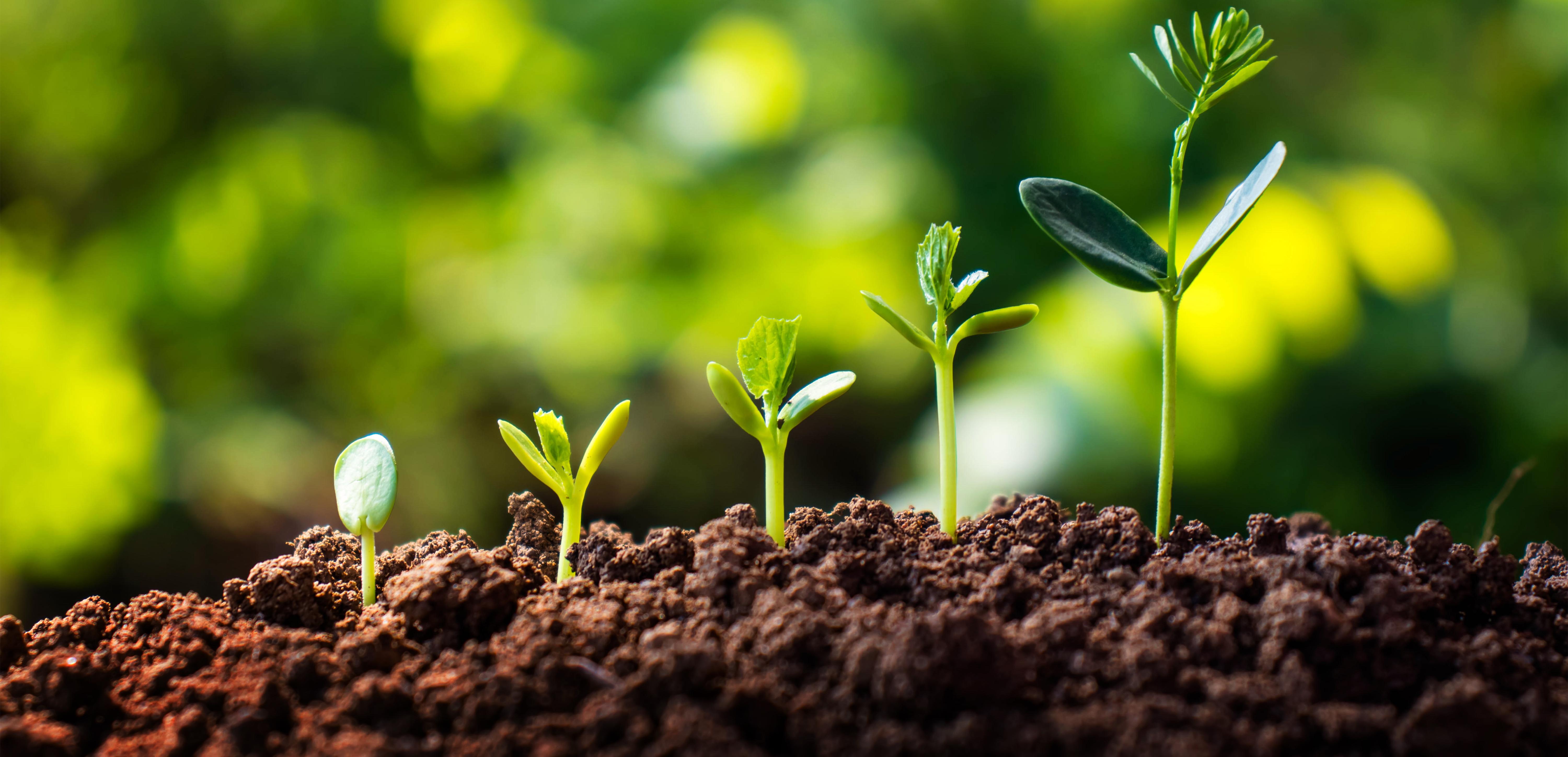 Reforestation in Mexico